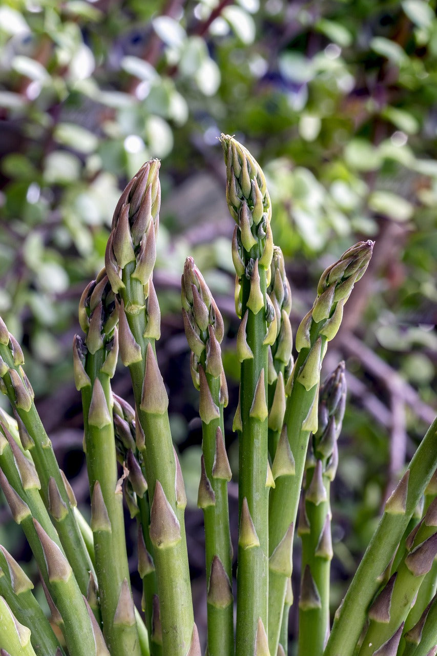 Jersey Knight asparagus spears growing in the bed