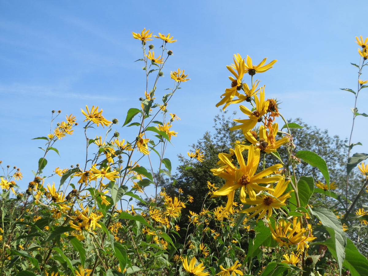 Yellow Jerusalem artichoke flowers against a blue sky