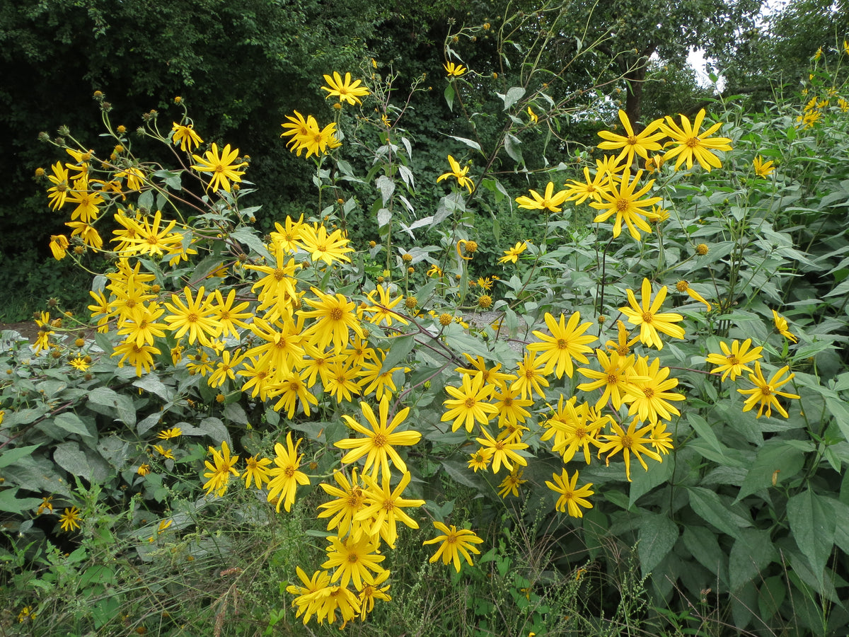 A tall stand of Jerusalem artichokes covered in yellow flowers