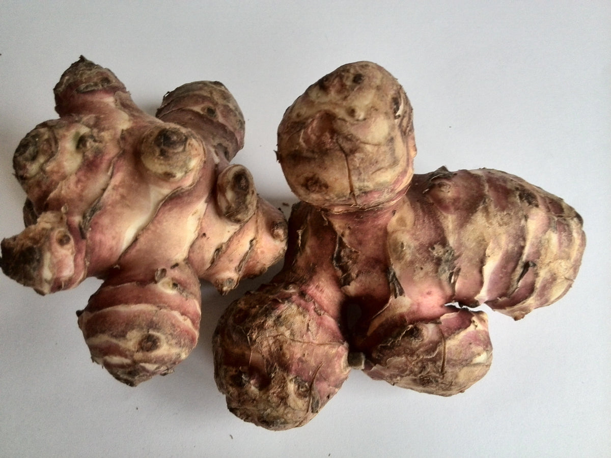 Close-up of knobby Jerusalem artichoke tubers