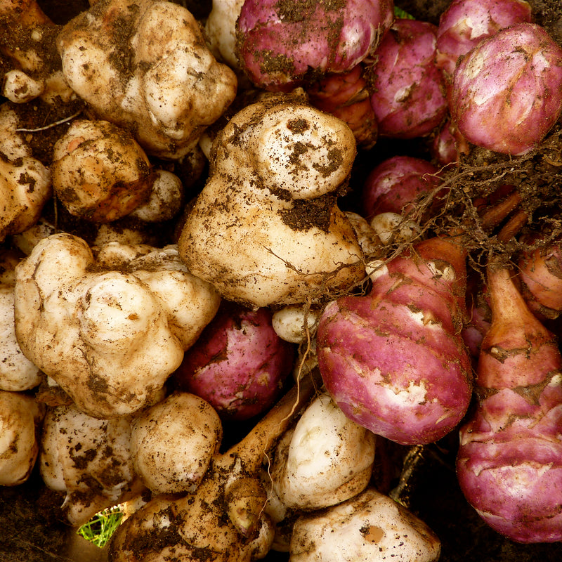 Jerusalem Artichoke (10 Tubers) | Spring 2027
