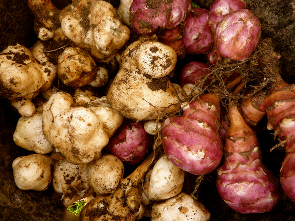 Jerusalem Artichoke (10 Tubers) | Spring 2027