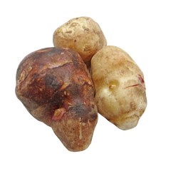 Jeruselam Artichoke (10 Tubers)