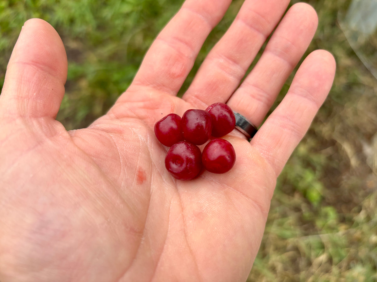 A handful of ripe Joel bush cherries