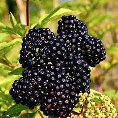 John's Elderberry (Bundle of 2)
