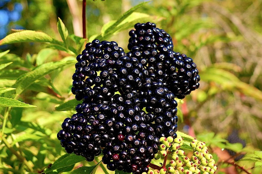 A heavy cluster of ripe John's elderberries
