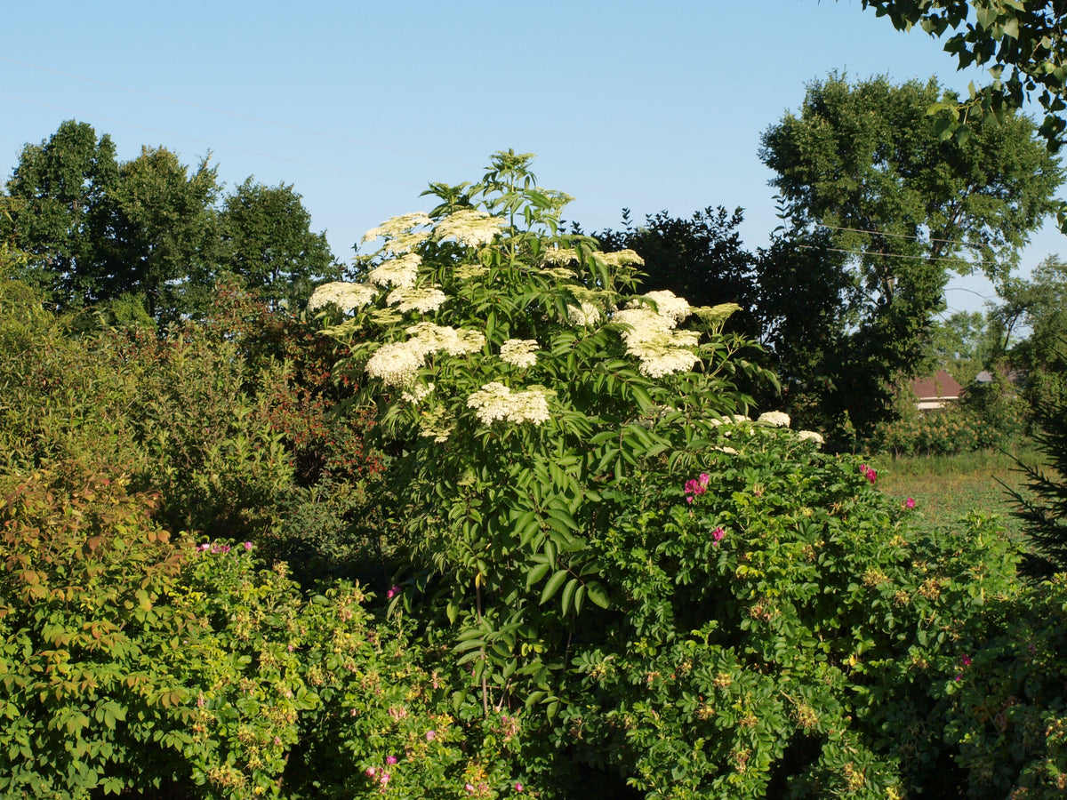 Tall John's elderberry shrub blooming at the edge of a garden