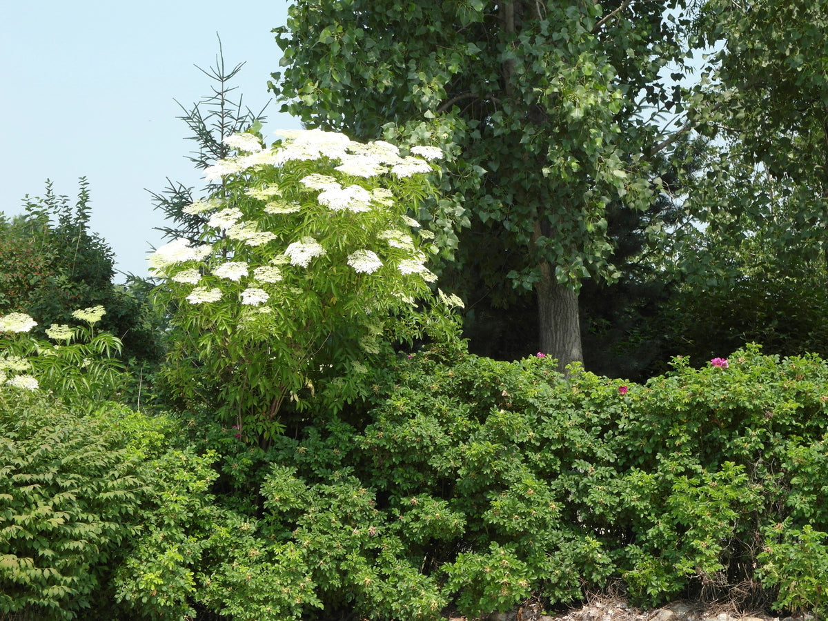 John's elderberry shrub covered in white flower clusters