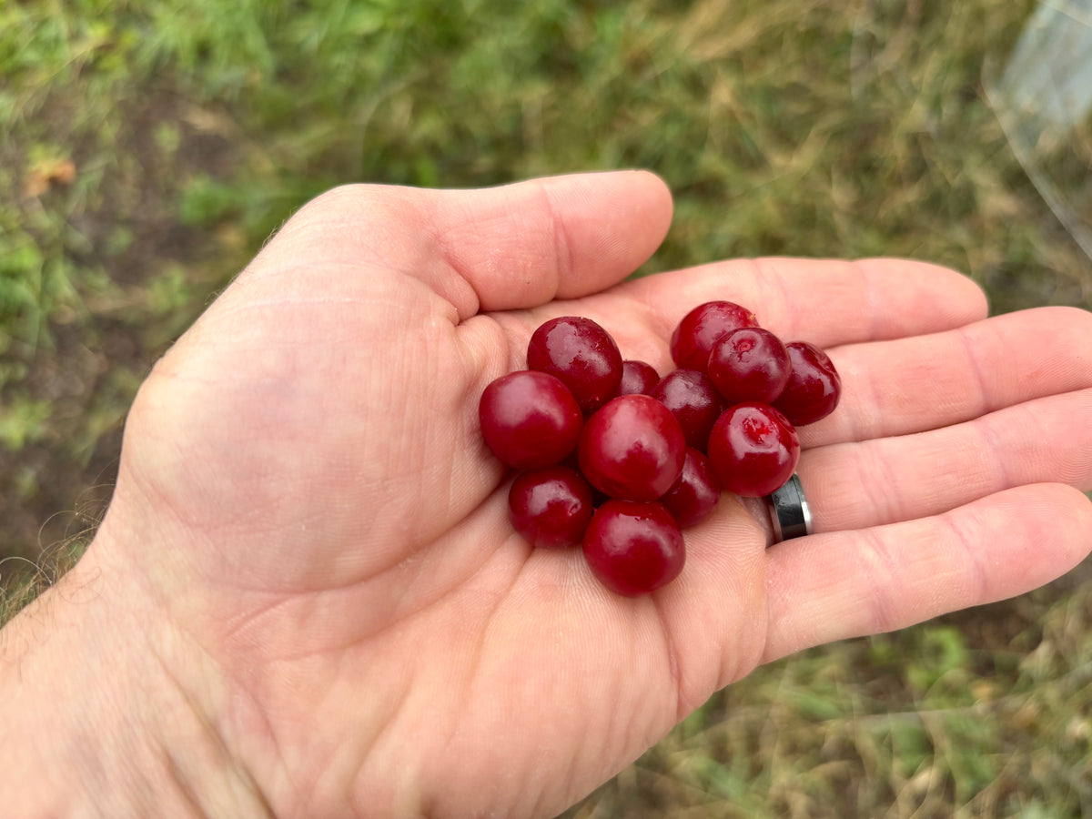 A handful of ripe Joy bush cherries