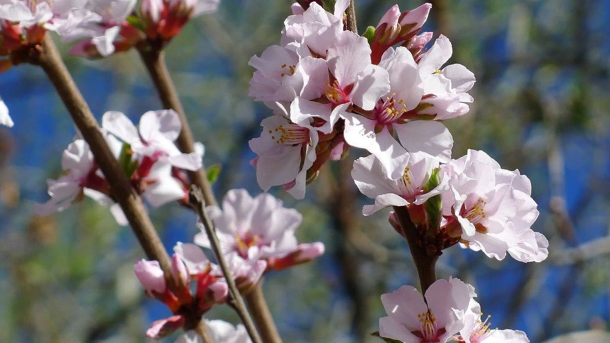 Jules Nanking cherry in bloom with pink-white flowers