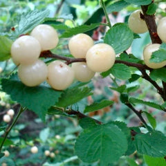 Jules Nanking Cherry (Bundle of 2)
