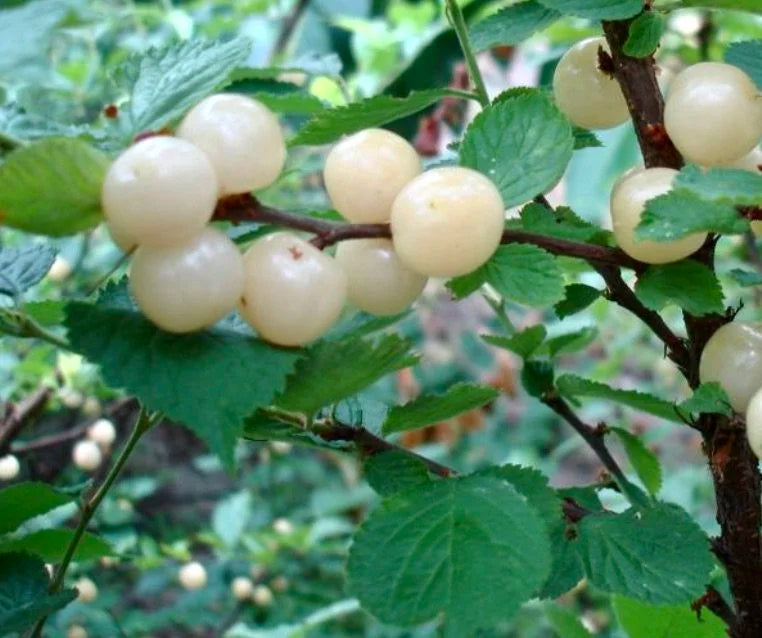 Pale Jules Nanking cherries clustered on the branch