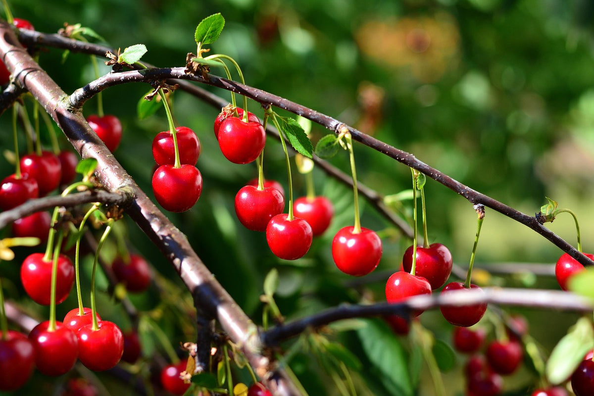 Bright red Juliet dwarf cherries hanging on the branch
