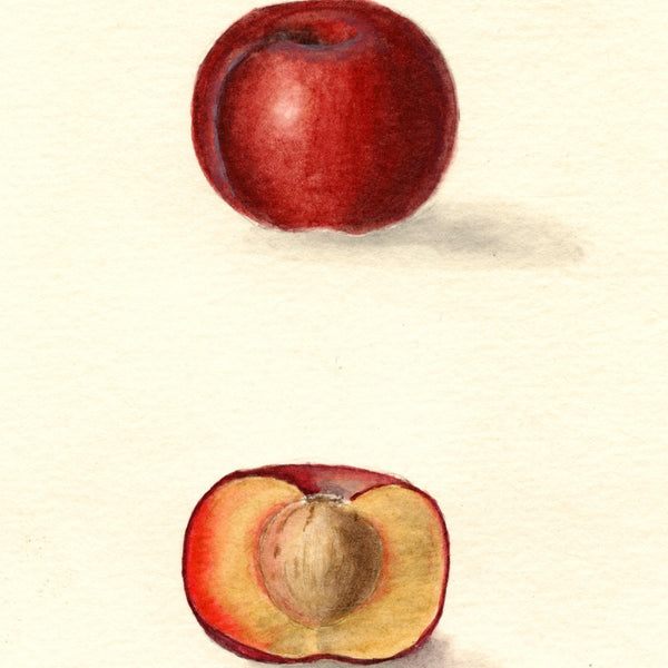 Historic USDA watercolor of Hanska plum, Kaga's sister seedling, whole and cut