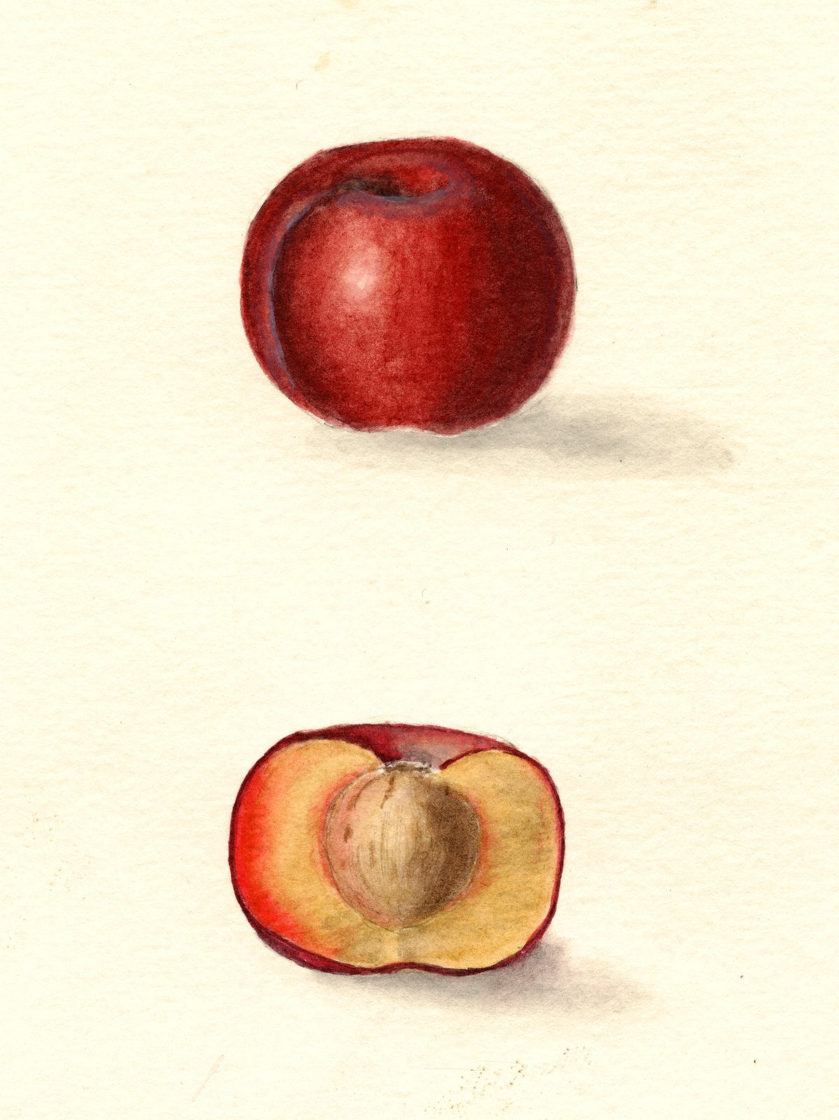 Historic USDA watercolor of Hanska plum, Kaga's sister seedling, whole and cut