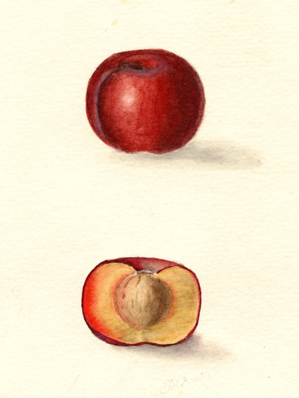 Kaga Plum