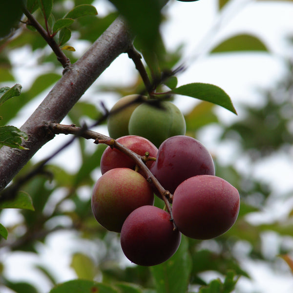 Representative photo of dark red plums on the tree, not Kahinta itself