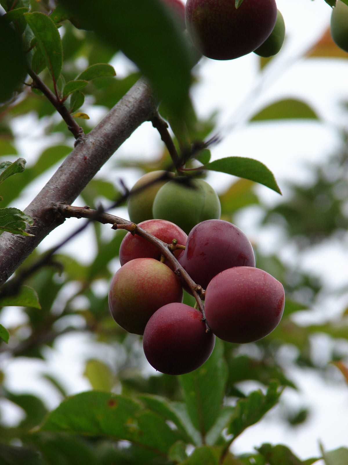 Representative photo of dark red plums on the tree, not Kahinta itself