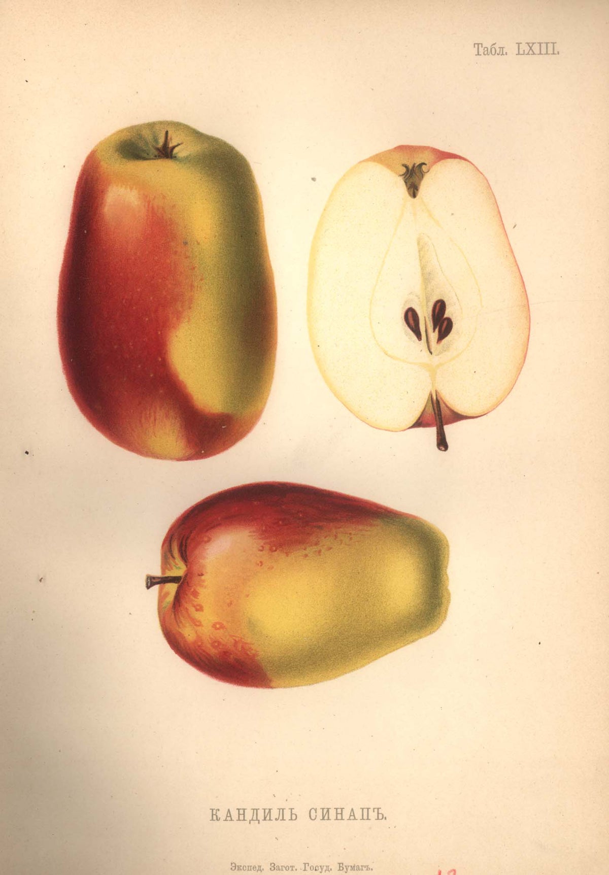 Kandil Sinap apples, whole and cut, in a 1906 Russian fruit atlas illustration