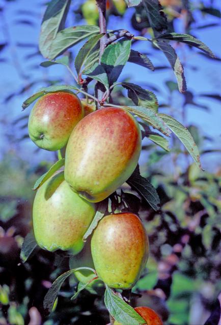 Kandil Sinap Apple