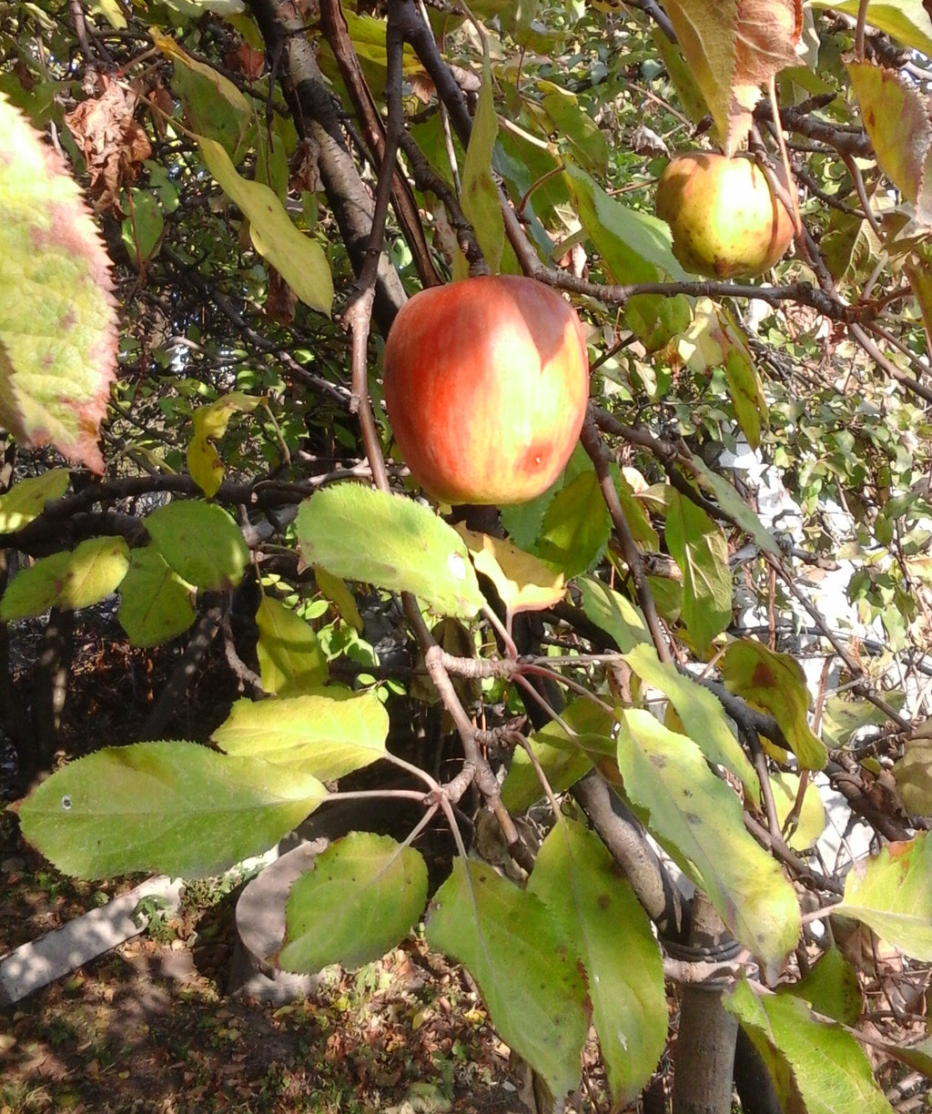 Kandil Sinap apple ripening on the tree
