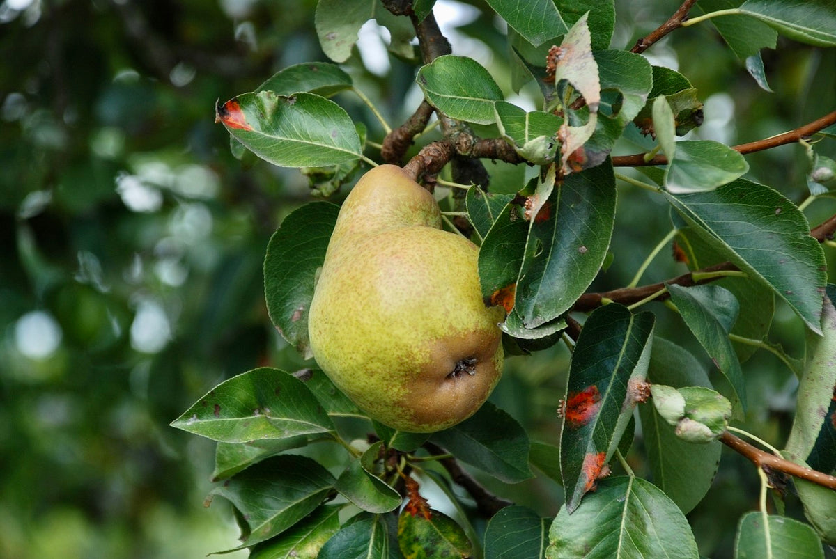 A Karl's Favorite pear ripening on the branch