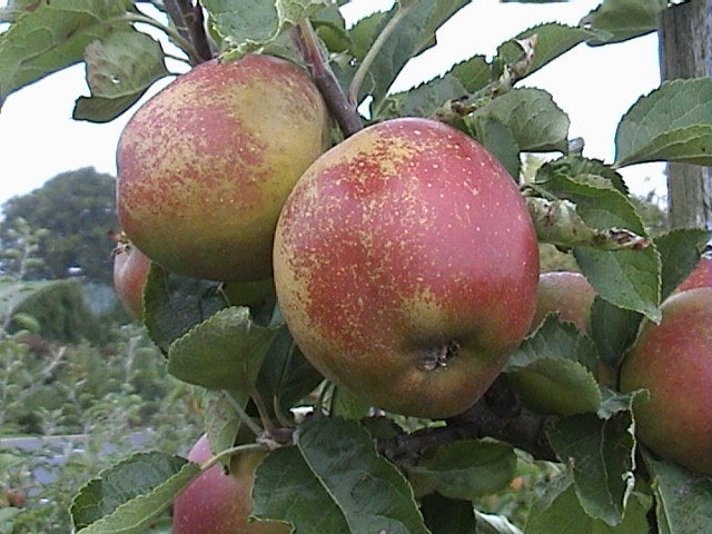 Karmijn de Sonnaville apples ripening on the tree