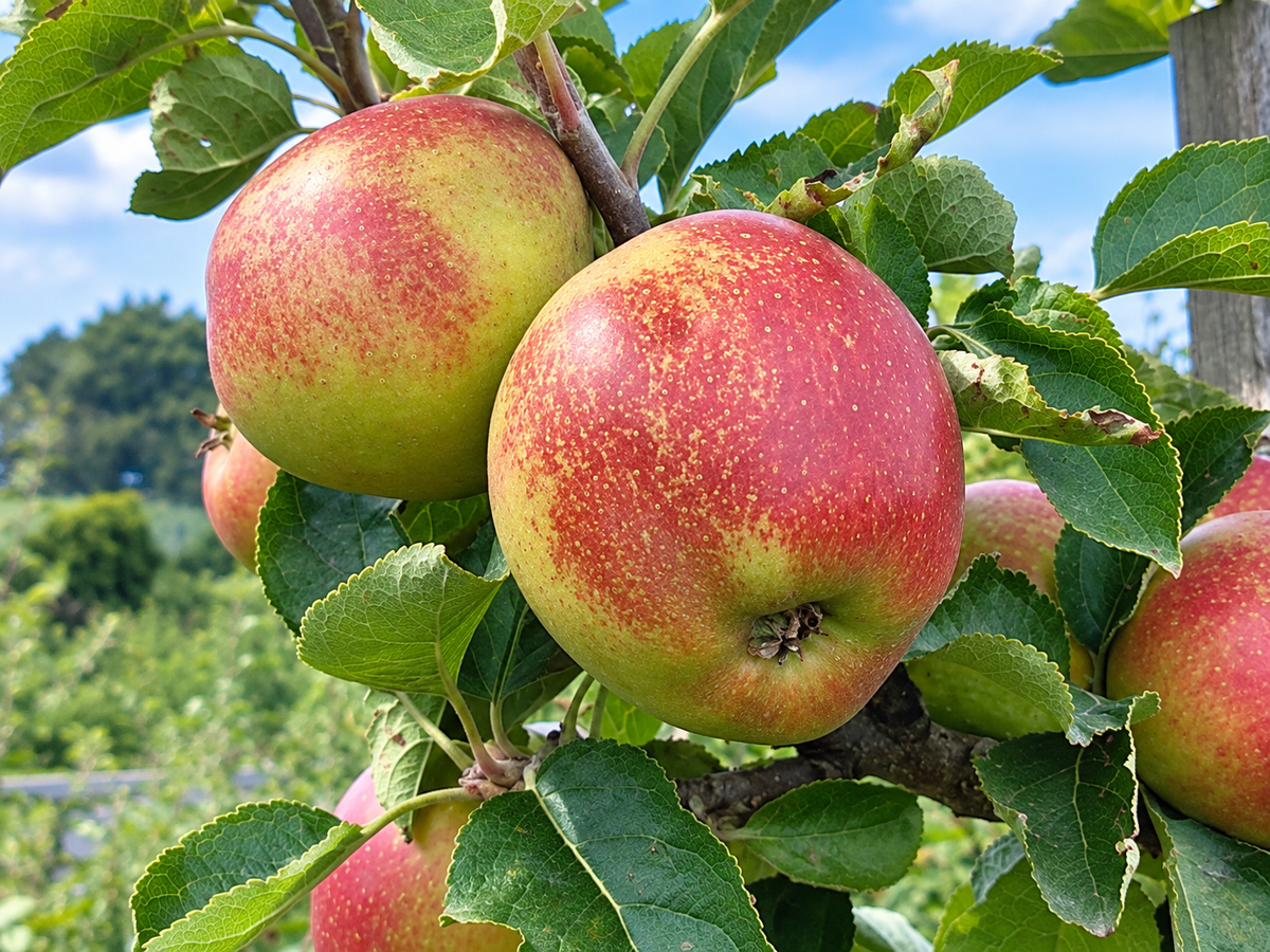 Karmijn de Sonnaville apples ripening on the tree