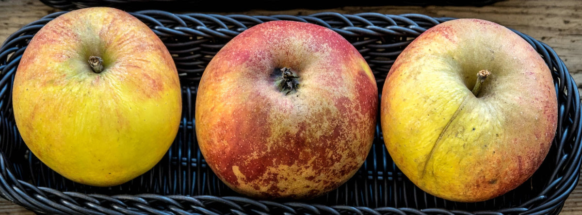 Three Karmijn de Sonnaville apples in a basket, red-orange over yellow with russet