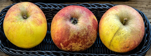 Karmijn de Sonnaville Apple (Spring 2027)