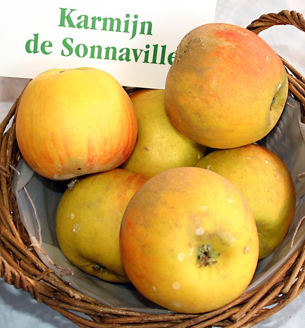A basket of Karmijn de Sonnaville apples