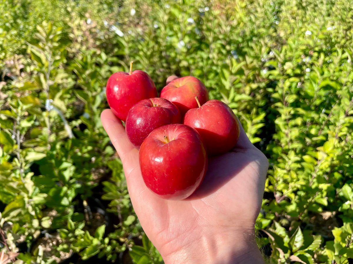 A handful of ripe Kerr applecrabs