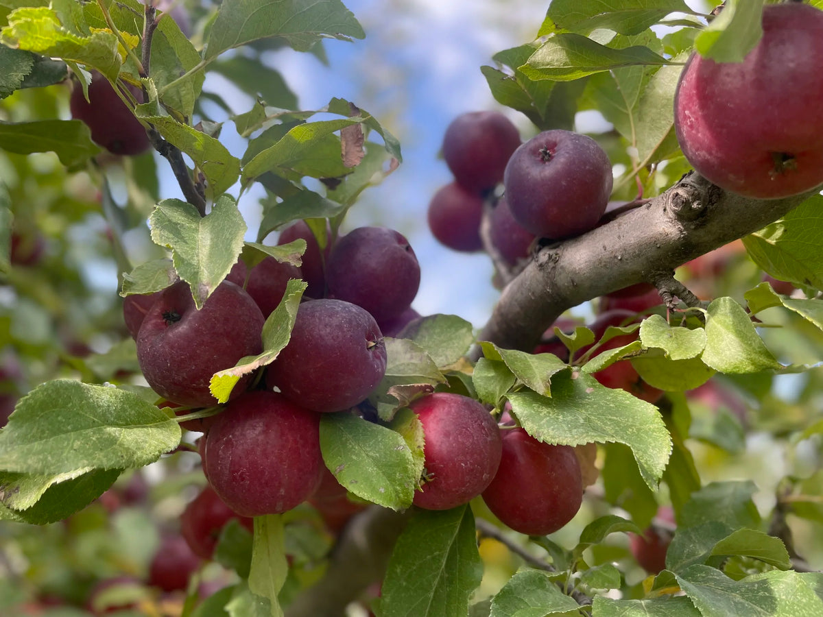 Kerr applecrabs ripening on the branch