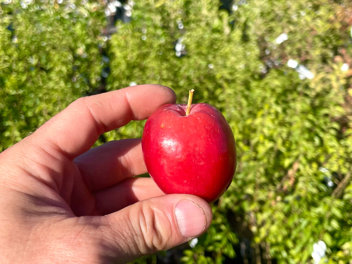 A single ripe Kerr applecrab held in hand