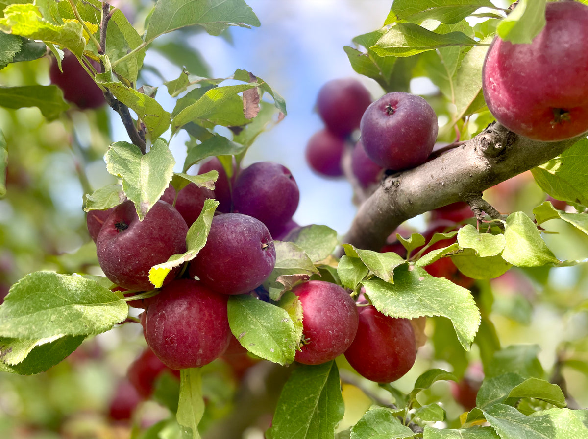 Kerr crab seedling fruit ripening on the branch
