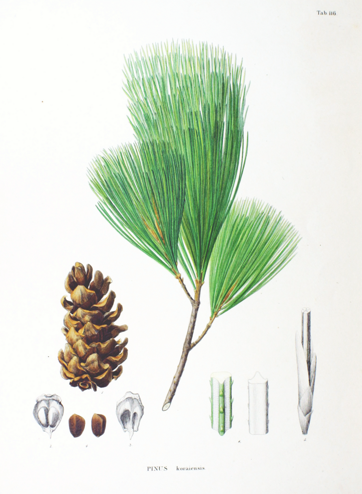 Botanical illustration of Korean stone pine showing needles, cone and seeds