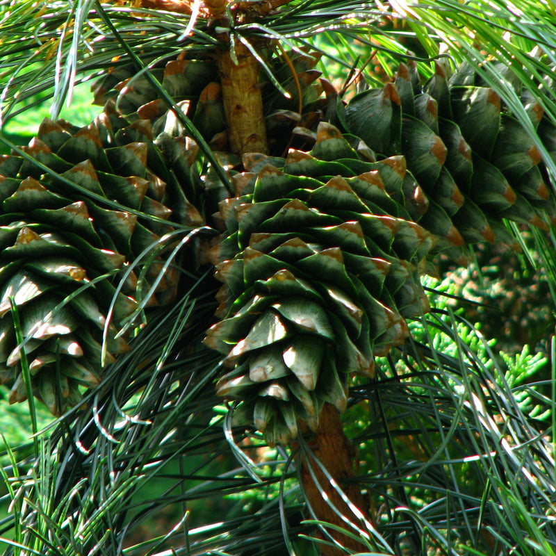 Korean Stone Pine Seedling (Bundle of 2)