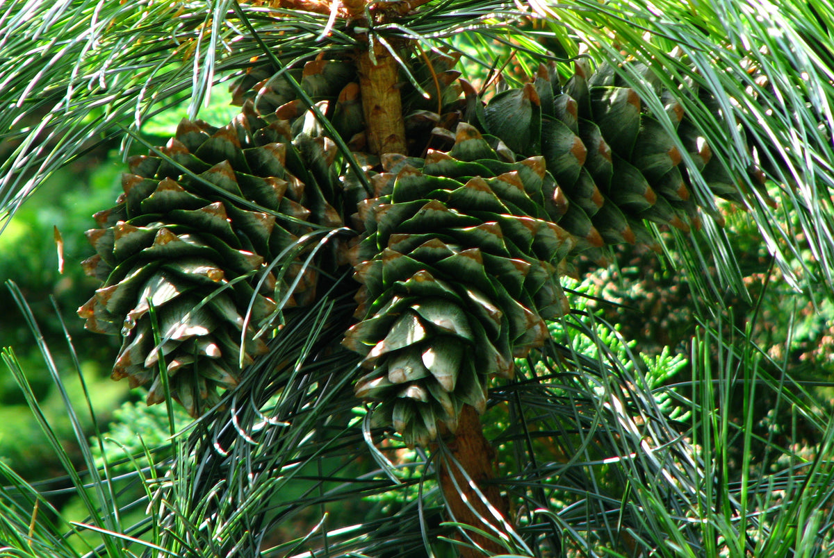 Green Korean stone pine cones among long soft needles