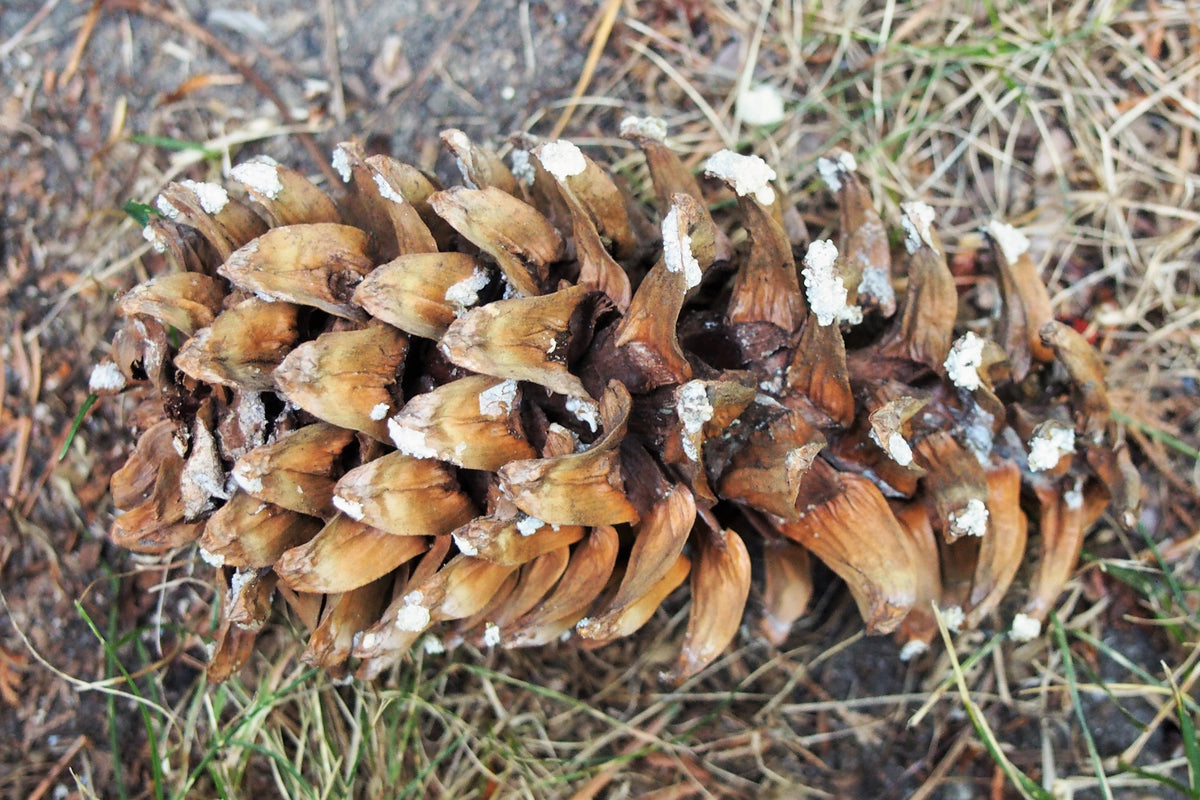 A mature Korean stone pine cone with thick scales