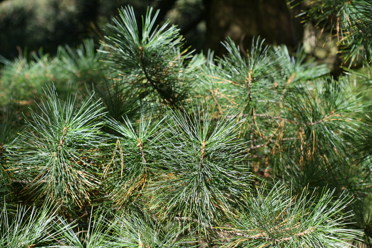 Soft bundles of Korean stone pine needles