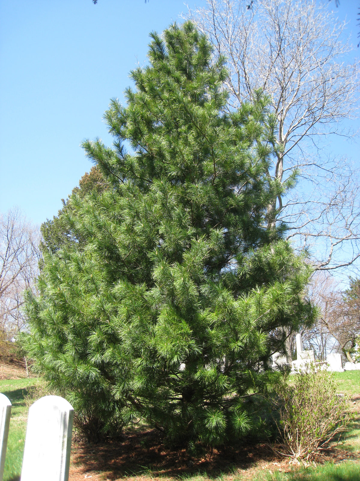 A young Korean stone pine tree with dense blue-green foliage