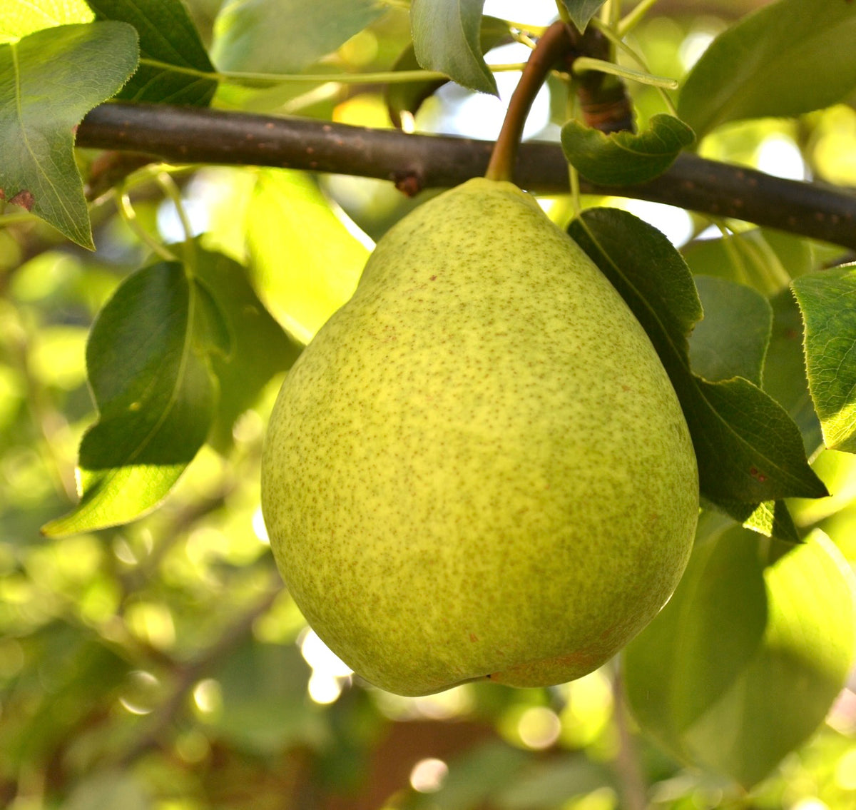 A Krasnobokaya pear ripening on the branch