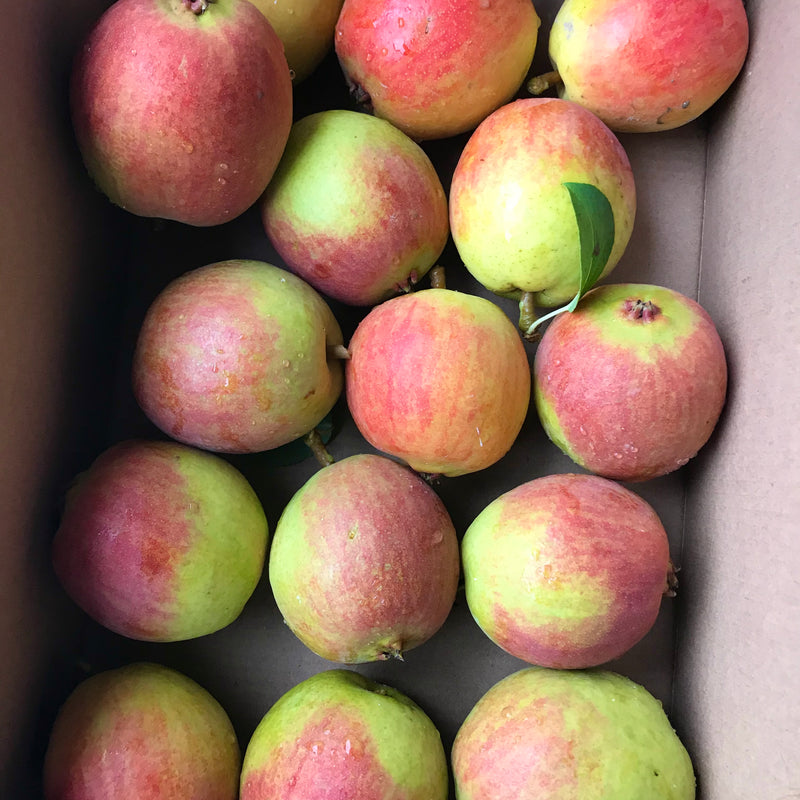 Early Pears