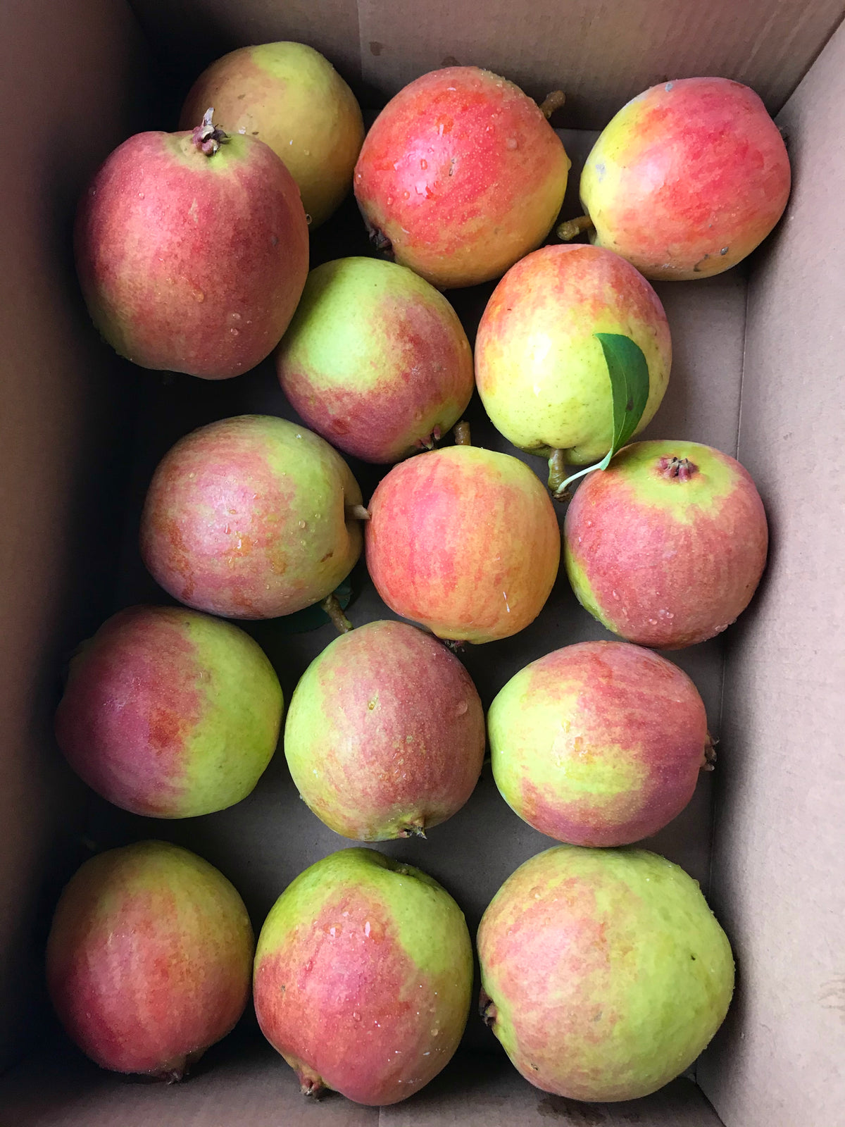 Freshly picked Krazulya pears in a crate