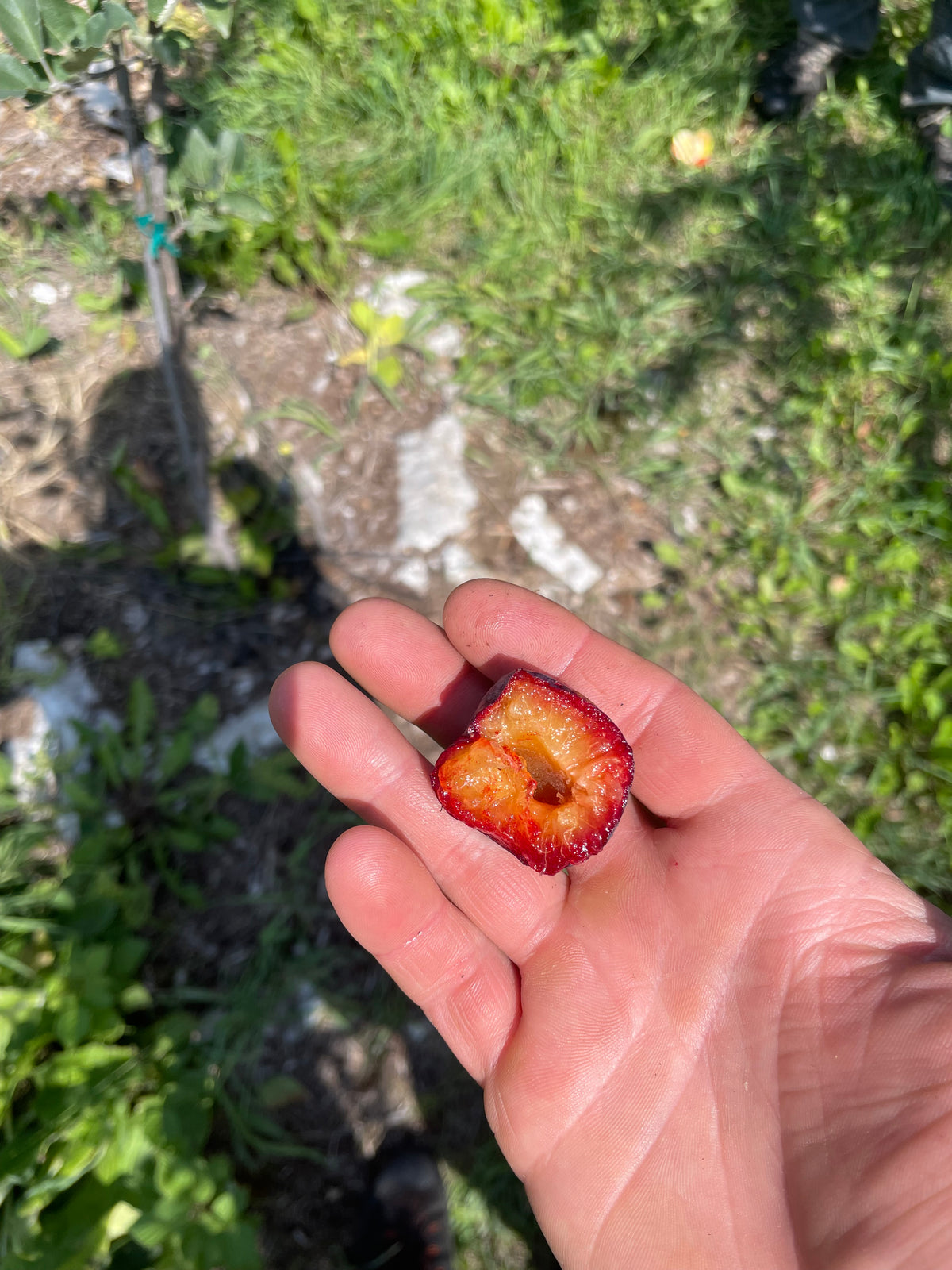 A Kuban Delight plum halved to show the flesh and stone