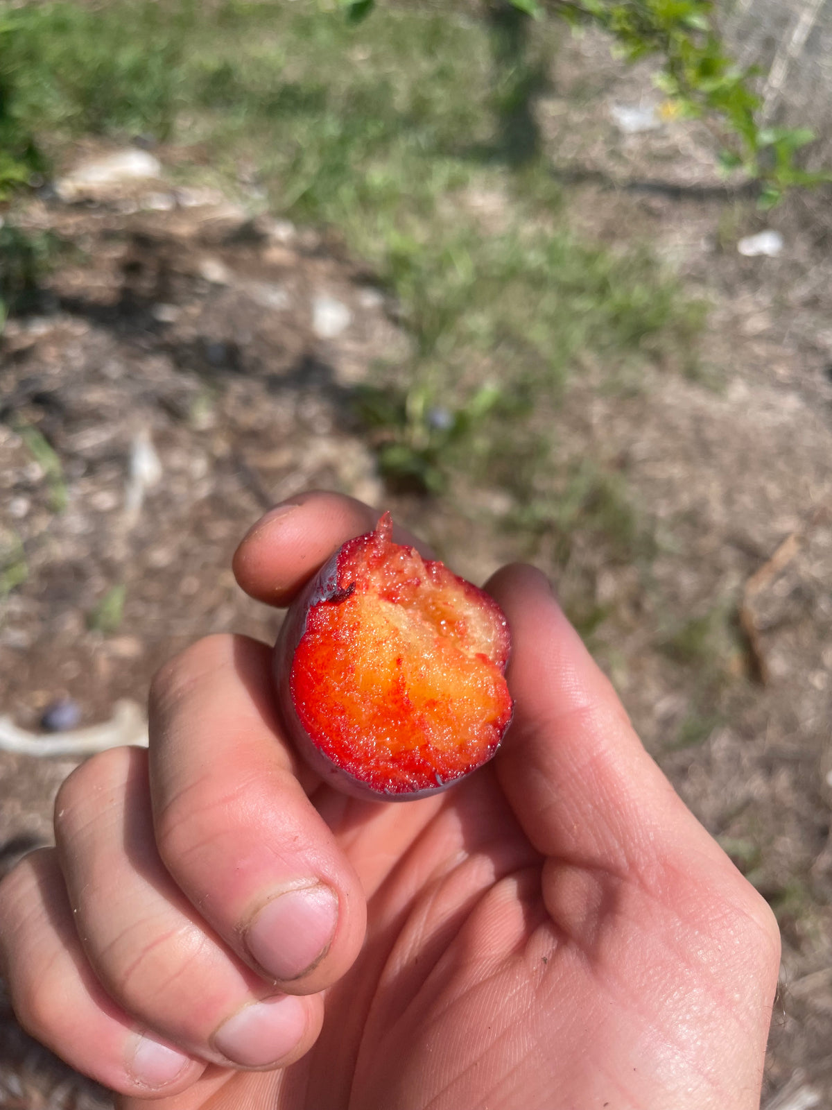 A ripe Kuban Delight plum held in hand