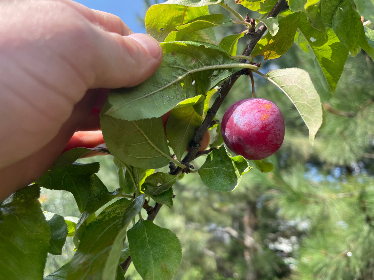 A Kuban Delight plum ripening on the branch
