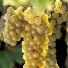 La Crescent Grape (Bundle of 2)