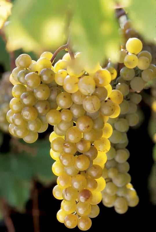 La Crescent Grape (Bundle of 2)