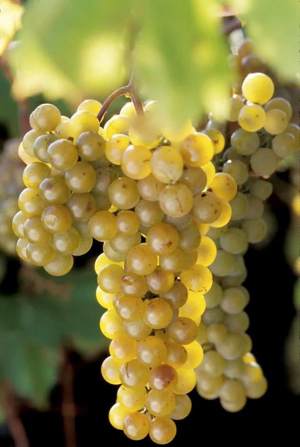 La Crescent Grape (Bundle of 2) | Spring 2027